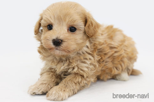 成約済の神奈川県のマルプー:マルチーズ×トイプードル-305802の3枚目